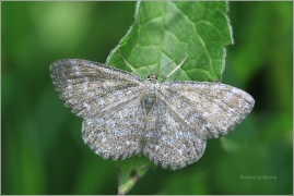 <p>VLNOPÁSNÍK KOSTKOVANÝ (Scopula immorata) ---- /Marmorierter Kleinspanner/</p>